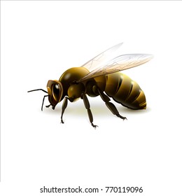 European honey bee