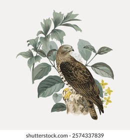 European honey buzzard bird sticker, vector bird animal element. Vintage bird animal art drawing illustration, old painting art print vector. Vintage animal illustration.