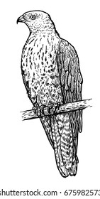 European honey buzzard illustration, drawing, engraving, ink, line art, vector