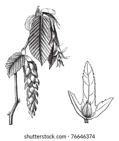 European Hornbeam or Carpinus betulus, vintage engraving. Old engraved illustration of the European Hornbeam showing flowers (left) and winged seed (right). Trousset encyclopedia.