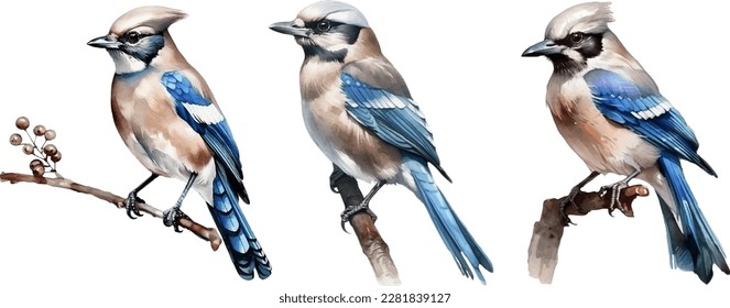 European Jay (Garrulus glandarius) Bird on Branch. Watercolor Illustration