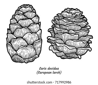 European larch illustration, drawing, engraving, ink, line art, vector