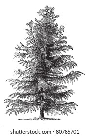 European larch (Larix Europaea) or Larix decidua, vintage engraved illustration. Trousset encyclopedia (1886 - 1891).