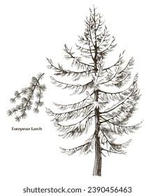 European larch tree and branch vector