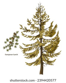 European larch tree and branch vector