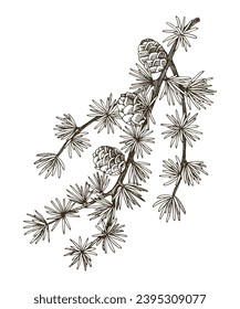 European larch tree branch vector