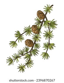 European larch tree branch vector