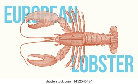 European lobster vector illustration for any use