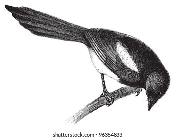 316 Magpie Engraving Images, Stock Photos & Vectors | Shutterstock