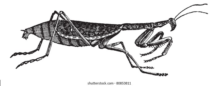 2,637 Mantis drawing Images, Stock Photos & Vectors | Shutterstock