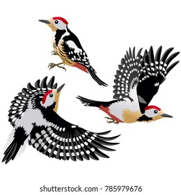 European middle woodpeckers in cartoon style are sitting and flying on white background