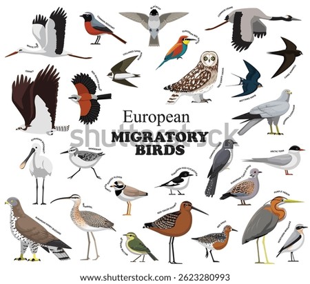 European Migratory Birds Set Vector Collection
