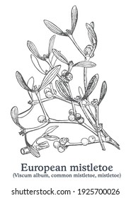 European mistletoe. Vector hand drawn plant. Vintage medicinal plant sketch.