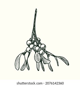 European mistletoe (Viscum album) branch with leaves and berries. Ink black and white doodle drawing in woodcut style.