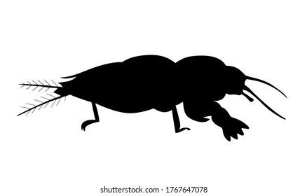 European mole cricket. Black and white hand drawn vector silhouette illustration.