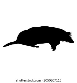 European mole Silhouette, Talpa europaea