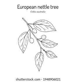 European nettle tree, or Mediterranean hackberry (Celtis australis), medicinal plant. Hand drawn botanical vector illustration