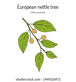 European nettle tree, or Mediterranean hackberry (Celtis australis), medicinal plant. Hand drawn botanical vector illustration