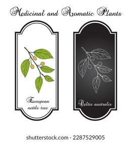 European nettle tree, or Mediterranean hackberry (Celtis australis), medicinal plant. Hand drawn botanical vector illustration