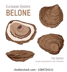 European oysters belone. Hand drawn sketch set. Seafood cuisine and dishes poster. Vector shell on white background.  Vintage illustration, great design for fish restaurant, logo farm or market.