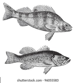 European perch (Perca fluviatilis) above and Growler (Grystes salmoides) under / vintage illustration from Meyers Konversations-Lexikon 1897