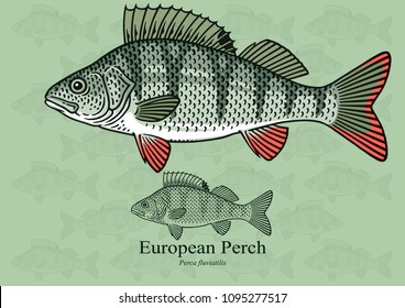 European Perch. Vector illustration with refined details and optimized stroke that allows the image to be used in small sizes (in packaging design, decoration, educational graphics, etc.)