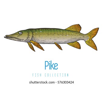 European pike, fish vector illustration on white background. Suitable for graphic and packaging design, educational examples, web, etc.