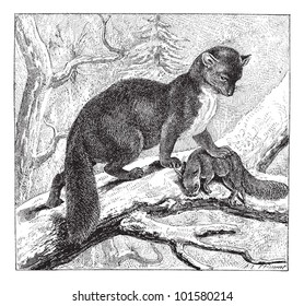 Die Eichhörnchen von Pine Marten oder Martes werden auf einem Eichhörnchen gejagt, in Vintage gravierte Illustration. Wörterbuch der Wörter und Dinge - Larive und Fleury - 1895