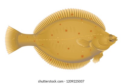 European Plaice Fish