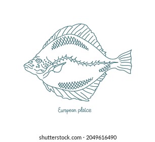 The European plaice fish. Pleuronectes platessa. Flatfish. Open paths. Editable stroke. Custom line thickness.