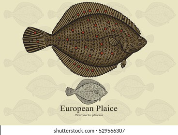 European Plaice. Vector illustration with refined details and optimized stroke that allows the image to be used in small sizes (in packaging design, decoration, educational graphics, etc.)