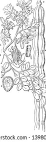 A European plant of the cabbage family, with long dock-like leaves, grown for its pungent edible root, vintage line drawing or engraving illustration.