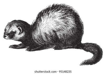 European polecat (Putorius foetidus) / vintage illustration from Meyers Konversations-Lexikon 1897