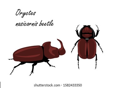 European rhinoceros beetle (Oryctes nasicornis). Insects isolated on white background. Vector illustration.