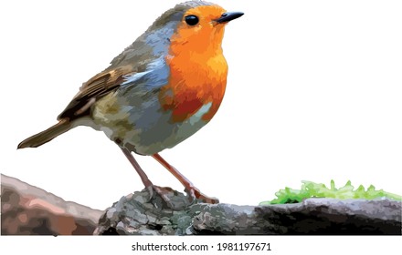 european robin in a brach vector no background