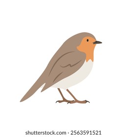 European robin cartoon clipart. Robin redbreast vector illustration in flat style. Hand-drawn wild animal concept