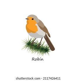 European robin sitting on branch of spruce tree