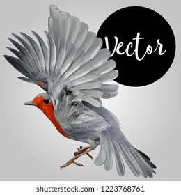 European robin Vector Hand Drawn Illustration