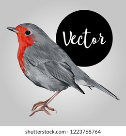 European robin Vector Hand Drawn Illustration