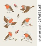 European Robin Vector Illustration – Multiple Poses
