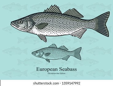 European Sea Bass. Vector illustration with refined details and optimized stroke that allows the image to be used in small sizes (in packaging design, decoration, educational graphics, etc.)