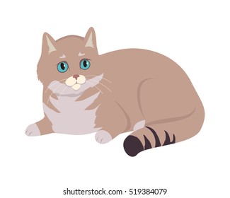 European Shorthair cat breed. Cute celtic cat lying flat vector illustration isolated on white background. Domestic purebred friend, companion animal. For pet shop ad, hobby concept, breeding club