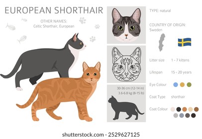 European Shorthair Cat clipart. Todas as cores do casaco definido.  Todas as raças de gato características infográfico. Ilustração vetorial