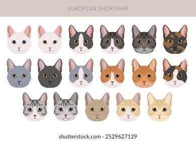 European Shorthair Cat Clipart. Alle Fellfarben eingestellt.  Alle Katze Rassen Merkmale Infografik. Vektorgrafik