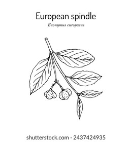 European spindle (Euonymus europaeus), medicinal and ornamental plant. Hand drawn botanical vector illustration svg