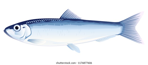 European Sprat Fish