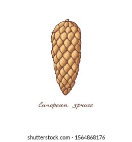 European spruce. Cone of conifer trees on a white background. Colorful vintage collection of holiday decor and greeting cards. Vector illustration.