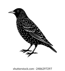 European Starling black silhouette vector illustration