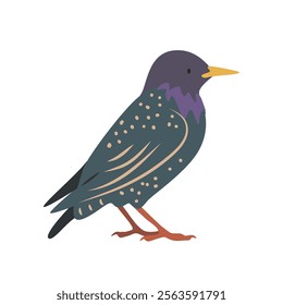 European starling cartoon clipart. Common starling vector illustration in flat style. Hand-drawn wild animal concept