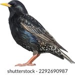 European Starling (Sturnus vulgaris) Bird Isolated